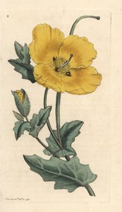 Yellowhorn poppy, Glaucium flavum (Chelidonium glaucium) Grabado en cobre coloreado a mano según una ilustración de James Sowerby de James Smith
