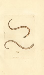 Serpiente lisa joven, Coronella austriaca (serpiente de Dumfriesshire, Coluber dumfrisiensis). Grabado en cobre coloreado a mano por James Sowerby de The British Miscellany, or Coloured figures of new, rare, or little known animal subjects. de James Sowerby