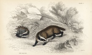 Tejón europeo, Meles meles (Meles taxus). Grabado en acero coloreado a mano por Lizars a partir de una ilustración de James Stewart de la Biblioteca del Naturalista de William Jardine, Edimburgo. de James Stewart