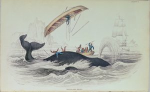 Ballena de Groenlandia, ilustración de libro grabada por William Home Lizars (1788-1859) de James Stewart
