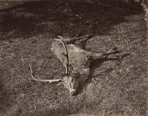 El ciervo real, c. 1870 de James Valentine