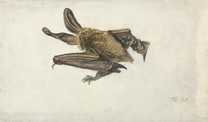 Un murciélago de James Ward