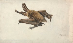 Un murciélago orejudo pardo (Plecotus auritus) de James Ward