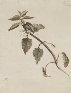 Una rama foliada de James Ward