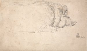 Un cerdo, durmiendo de James Ward