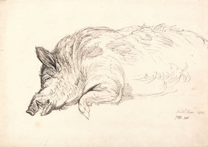 Un jabalí, dormido o muerto, 1814 de James Ward