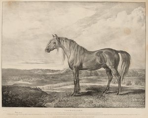 Copenhague El caballo montado por el Duque de Wellington en la Batalla de Waterloo, fue criado por el General Grosvenor, c.1824