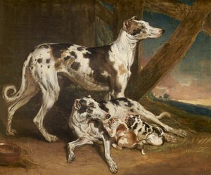 Perros Dálmatas