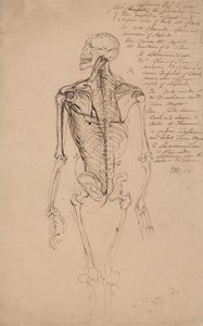 Dibujo del esqueleto de un hombre de James Ward