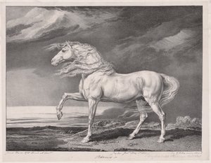 Fourteen Celebrated Horses:  Adonis de James Ward
