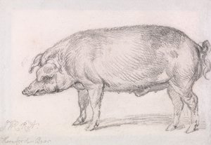 Jabalí de Hereford de James Ward