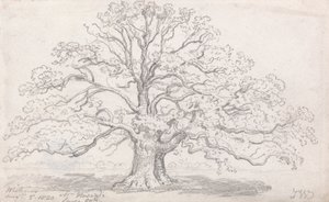El gran roble del Sr. Howard, 5 de agosto de 1820