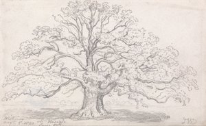 El Gran Roble del Sr. Howard, 5 de Agosto de 1820