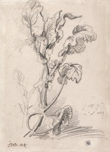 Estudio de plantas de James Ward