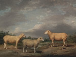 Oveja de Ryelands, Carnero del Rey, Oveja del Rey y Oveja de Lord Somerville. de James Ward