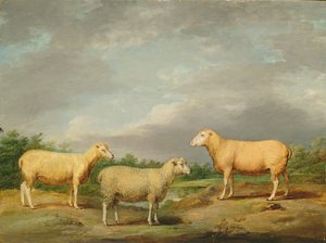Ovejas Ryelands, el carnero del rey, la oveja del rey y el carnero de Lord Somerville, c.1801-07 de James Ward