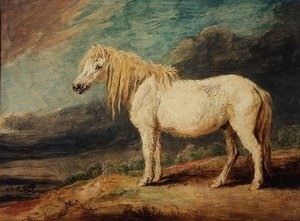 Poni de Shetland