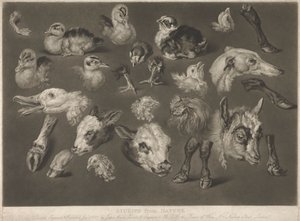 Estudios de la naturaleza de James Ward