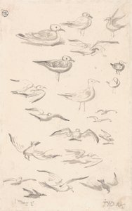 Estudios sobre gaviotas de James Ward