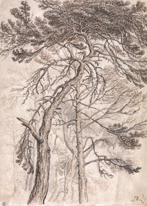 Estudio de los árboles de James Ward