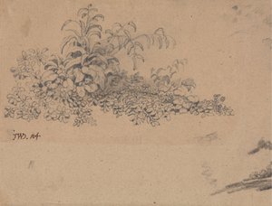 Estudio del sotobosque de James Ward