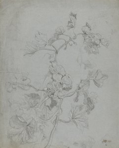 Estudio de una planta trepadora (familia de las calabazas) de James Ward
