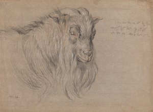 Estudio de la cabeza de un carnero de James Ward