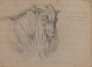 Estudio de la cabeza de un carnero de James Ward
