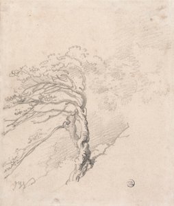 Árbol en una ladera