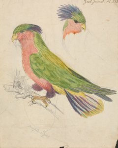 Una cacatúa