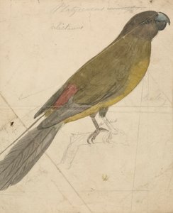 El loro de James de Carle Sowerby