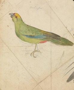 El loro de James de Carle Sowerby