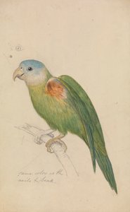 El loro de James de Carle Sowerby