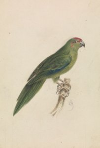 El loro