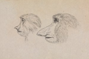 Cabezas de dos monos probóscide