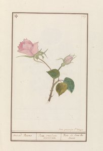 Roos (Rosa)
maend Roose / Rosa omnium mensium / Rose de tous les mois (título en el objeto) de Jan Anton Garemyn