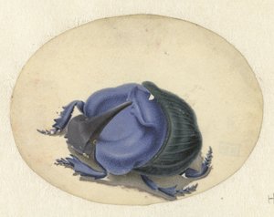 Escarabajo azul
Animales (título de la serie) de Jan Augustin van der Goes