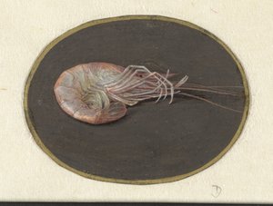 Camarones
Animales (título de la serie)