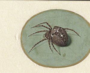 Araña de Jan Augustin van der Goes