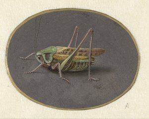 Saltamontes
Animales (título de la serie) de Jan Augustin van der Goes