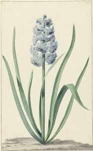 El jacinto azul Franciscus Primus