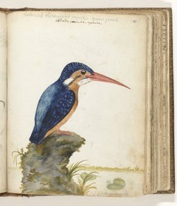 Martín pescador de orejas azules de Jan Brandes