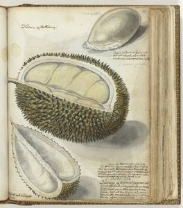 durián de Jan Brandes