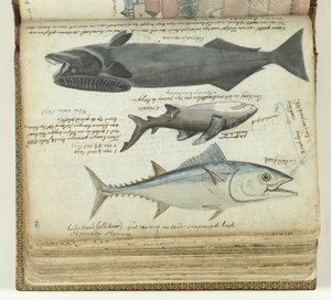 Un atún, un tiburón y una rémora de Jan Brandes