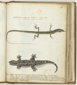 Lagarto y tjitjak de Jan Brandes