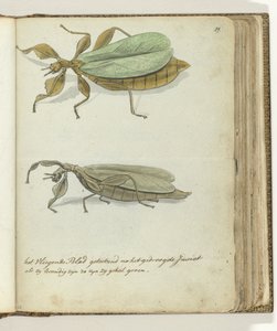 La hoja voladora