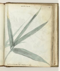 La hoja de caña de bambú