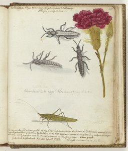 Escarabajo holandés y saltamontes de arroz javanés de Jan Brandes
