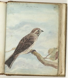 pájaro holandés