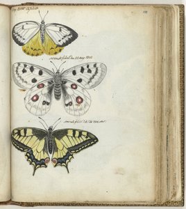 Mariposa india y mariposas suecas de Jan Brandes